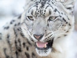 Panthère des neiges