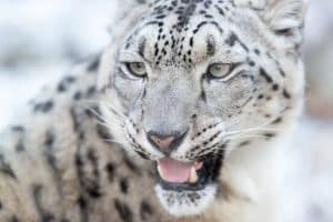 Panthère des neiges (Panthera uncia)