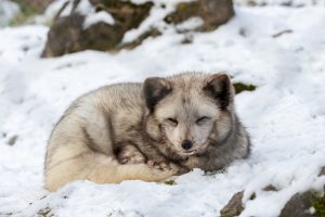 Renard polaire (Vulpes lagopus)