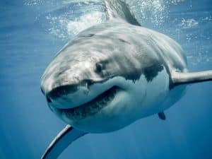 Requin blanc (Carcharodon carcharias)