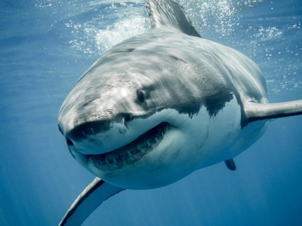 Le requin blanc, un seigneur des mers aux portes de l’extinction