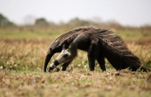 Tamanoir (Myrmecophaga tridactyla)