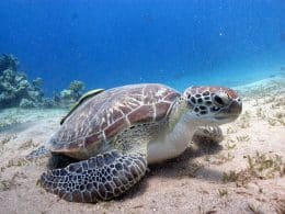 Tortue verte