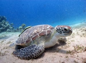 Tortue verte (Chelonia mydas)
