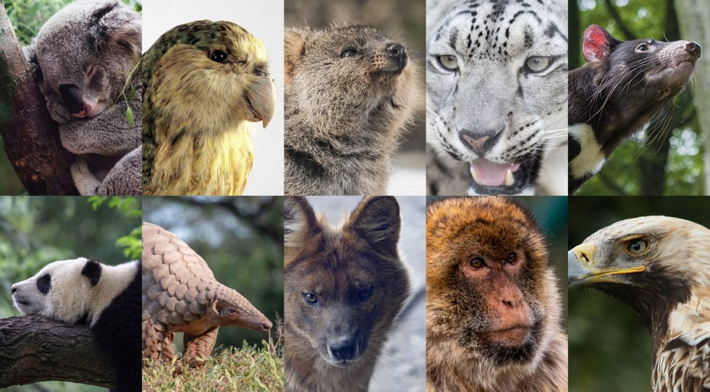 15 Animaux de la Forêt en voie de Disparition - Conservation Nature