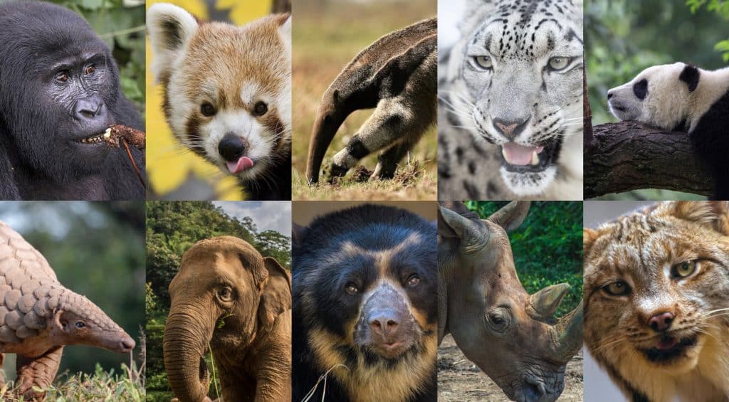 Les Animaux Menac s Et En Voie De Disparition Conservation Nature
