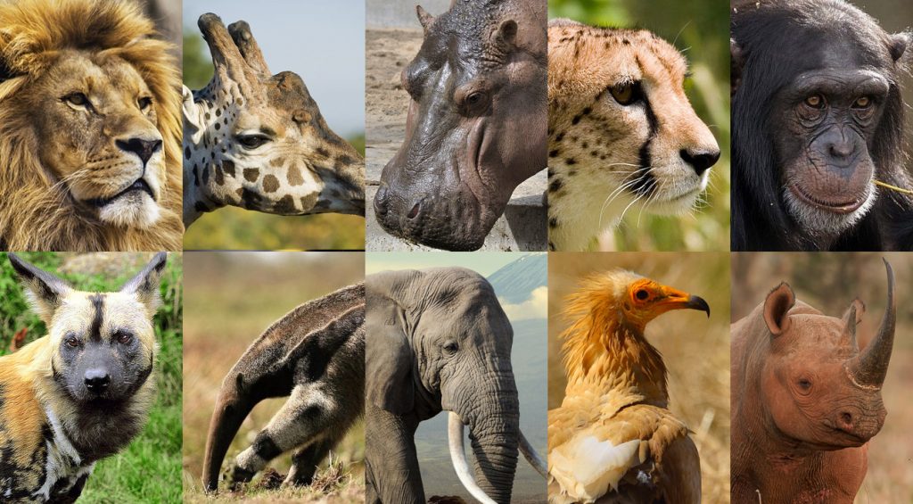 14 animaux de la savane en voie de disparition - Conservation Nature