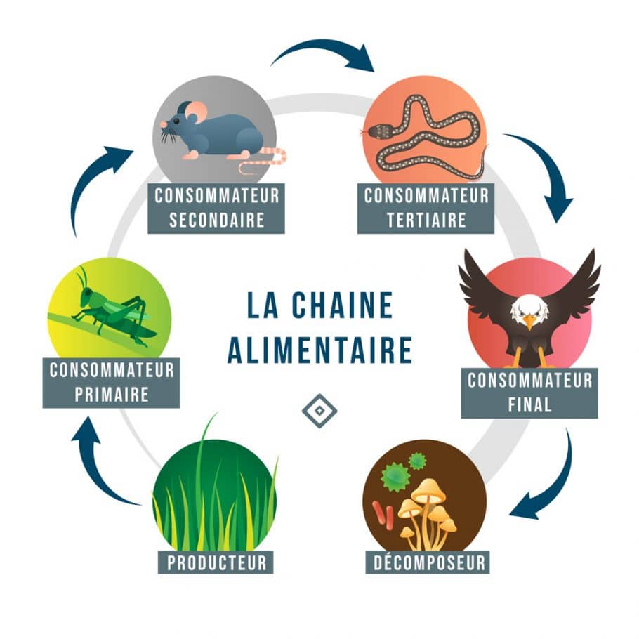 La chaine alimentaire - Conservation Nature