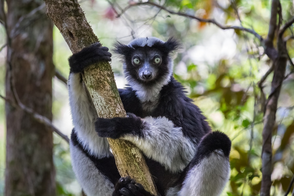 15 Animaux De La Montagne En Voie De Disparition Conservation Nature