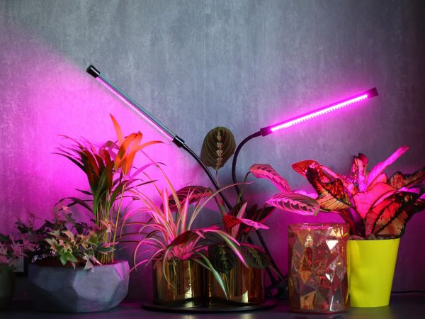 Comment choisir la meilleure lampe pour plantes ?