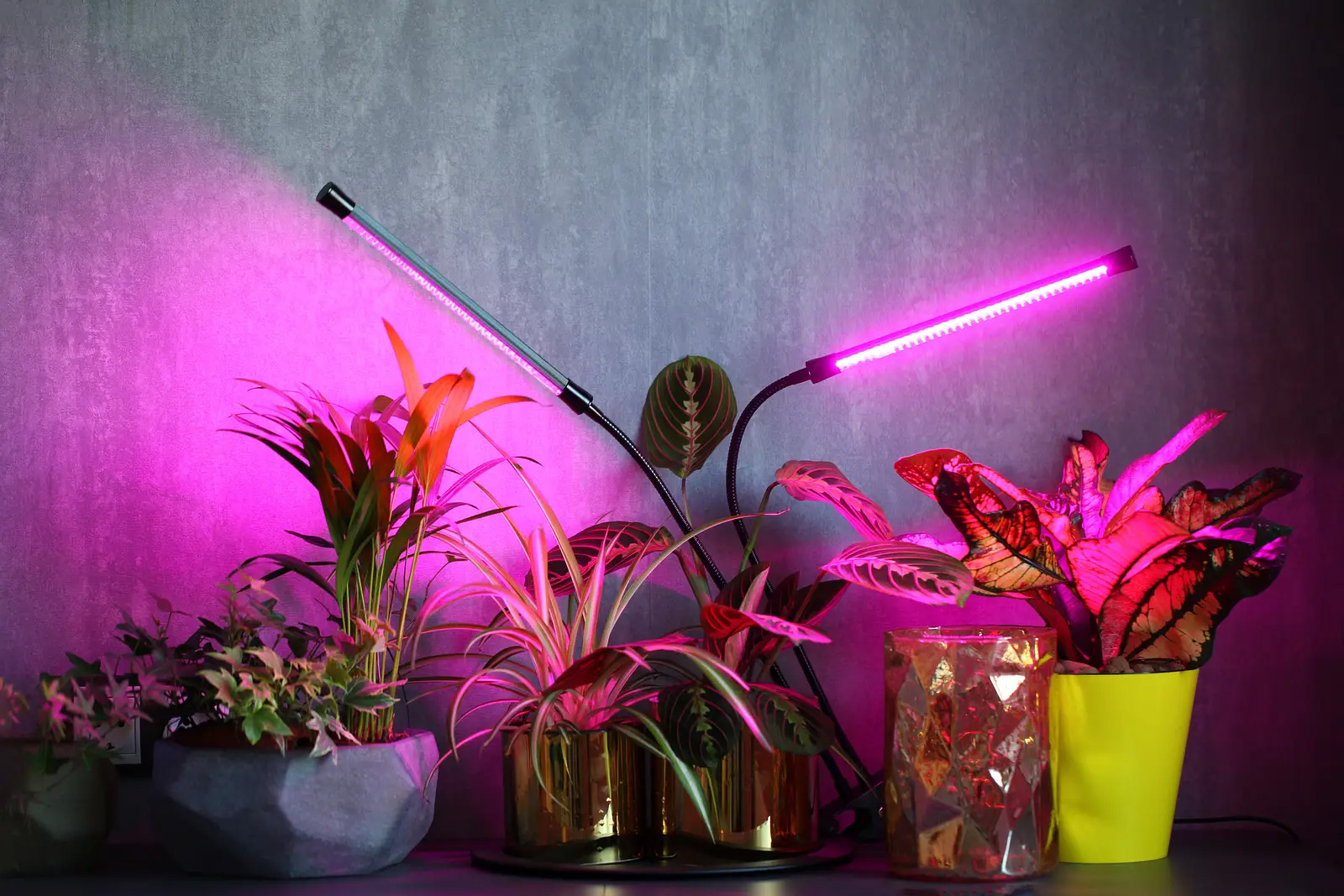 30 W DEL Lampe Plantes Plantes Lumière Bande grandir Grow Light avec timer 