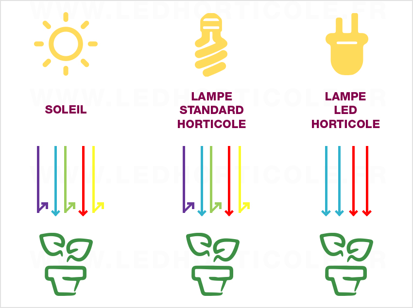 Lampe pour Plante : Guide achat, Avis, et Comparateur 2024