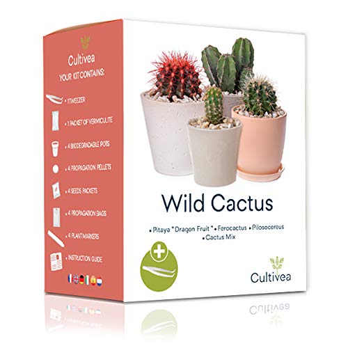 Kit Cultivea – Cactus