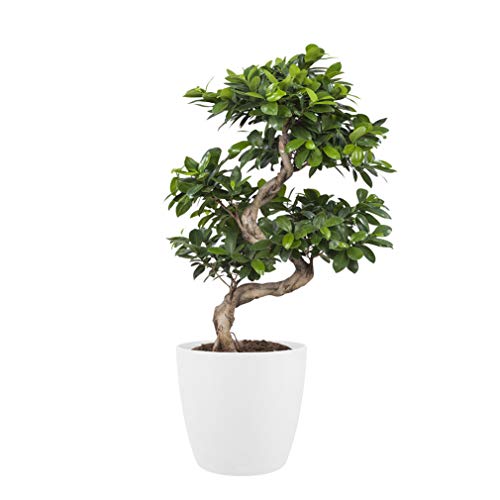 bonsaï de Botanicly – Bonsaï en pot de fleur blanc comme un ensemble – Hauteur: 70 cm – Ficus Gin Seng