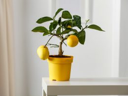 Pot pour citronnier