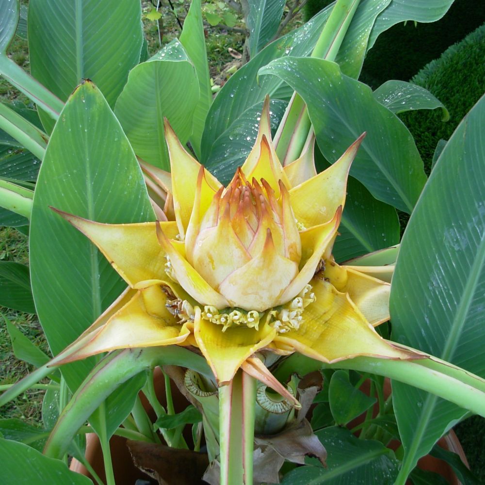 Le bananier Lotus d'Or