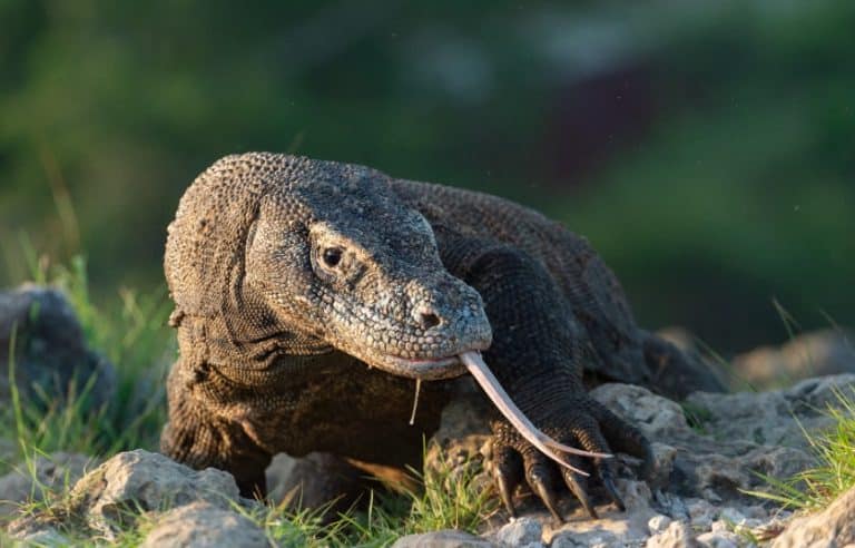 Dragon De Komodo Une Esp ce En Voie D extinction Conservation Nature dragon-de-komodo-une-esp-ce-en-voie-d-extinction-conservation-nature