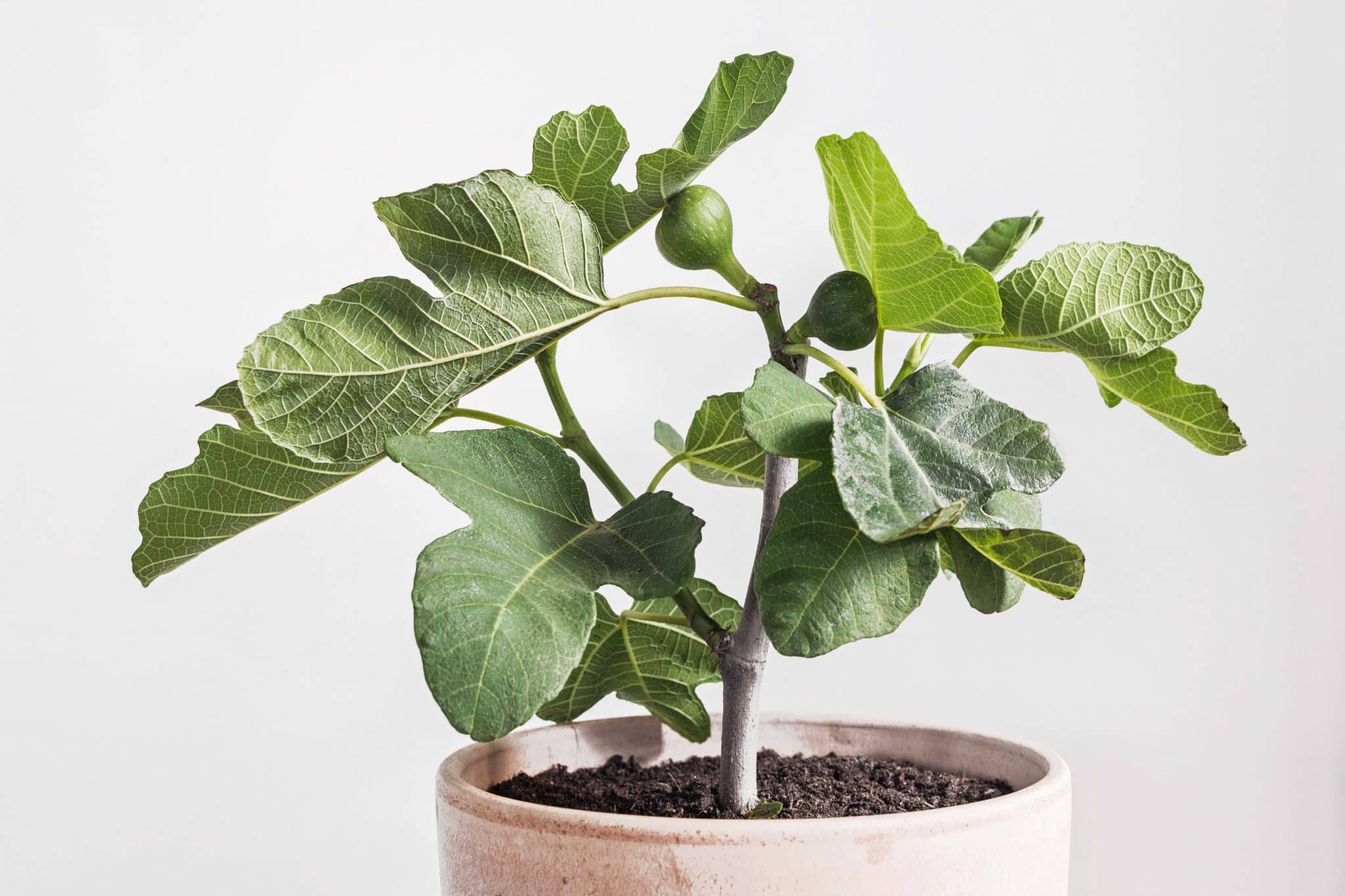 Figuier en pot plantation, culture et entretien Conservation Nature