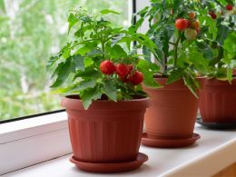 Pot pour tomates