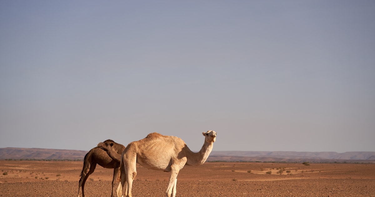 Photo : Wolfgang Hasselmann / Unsplash