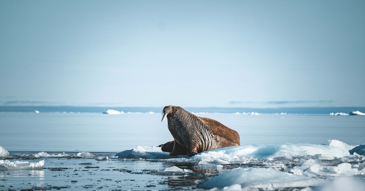 Photo : Unsplash / Unsplash