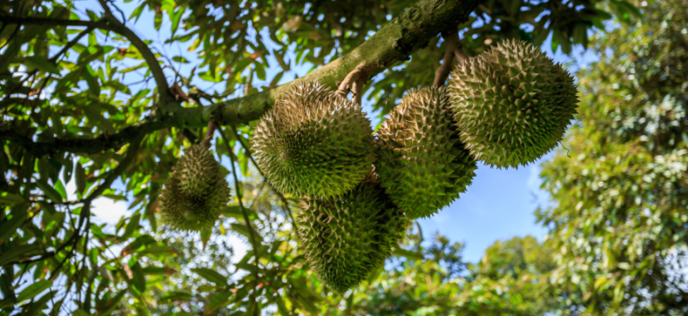 Durio (Durio)
