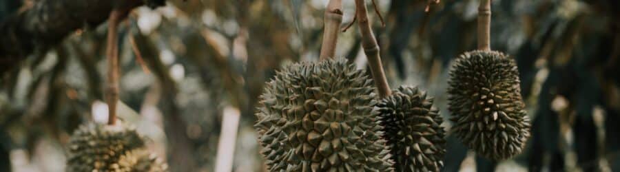 Durio zibethinus - Durian : le roi sulfureux qui divise l'Asie