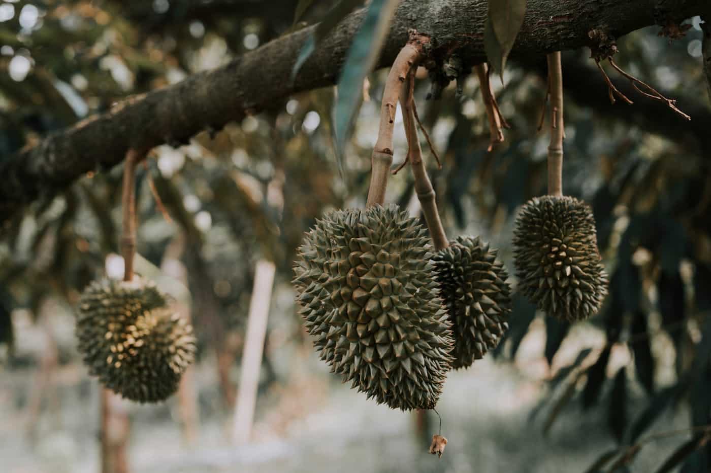 Durian (Durio zibethinus)