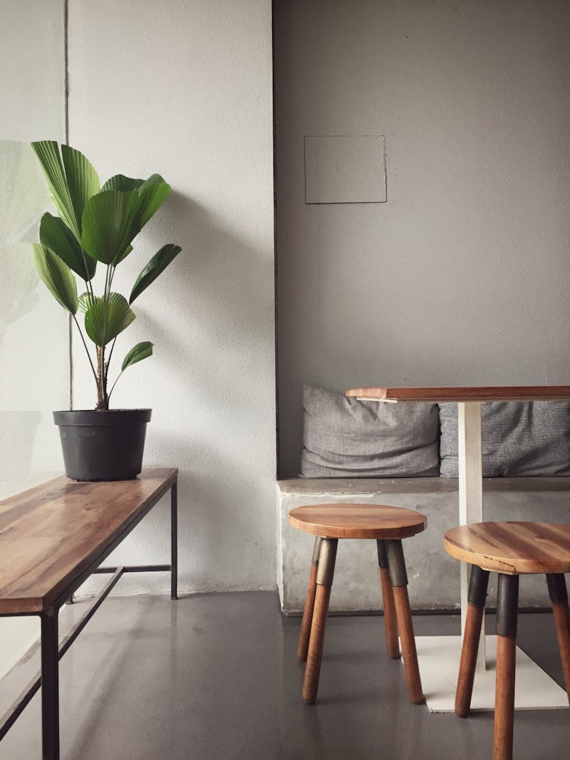 plantes vertes dans un intérieur lumineux