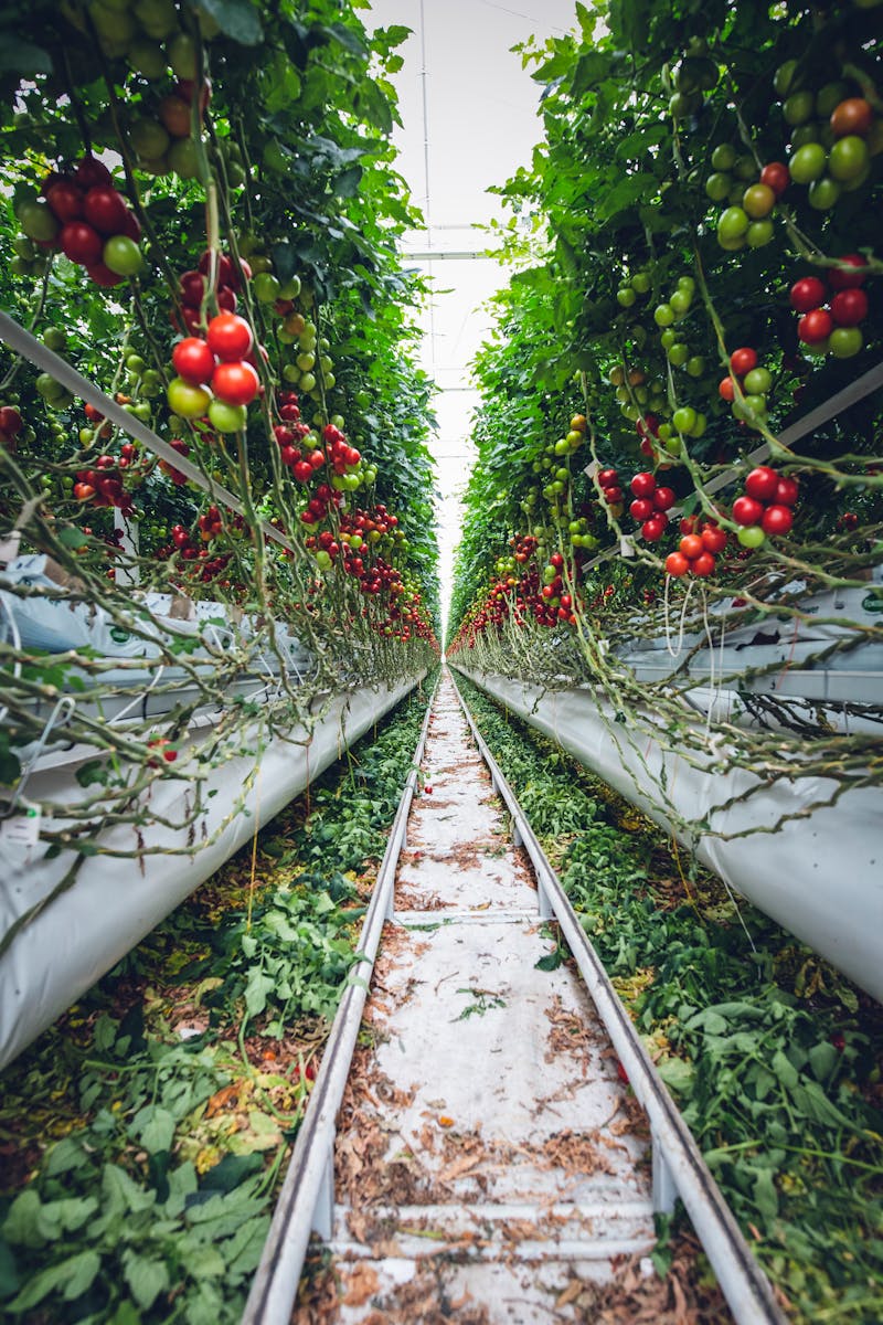 framboises mûres sur le framboisier