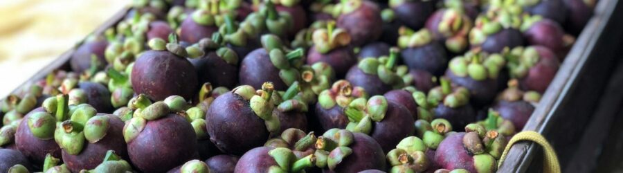 Garcinia mangostana - Mangoustan : la reine pourpre des sultans de Java