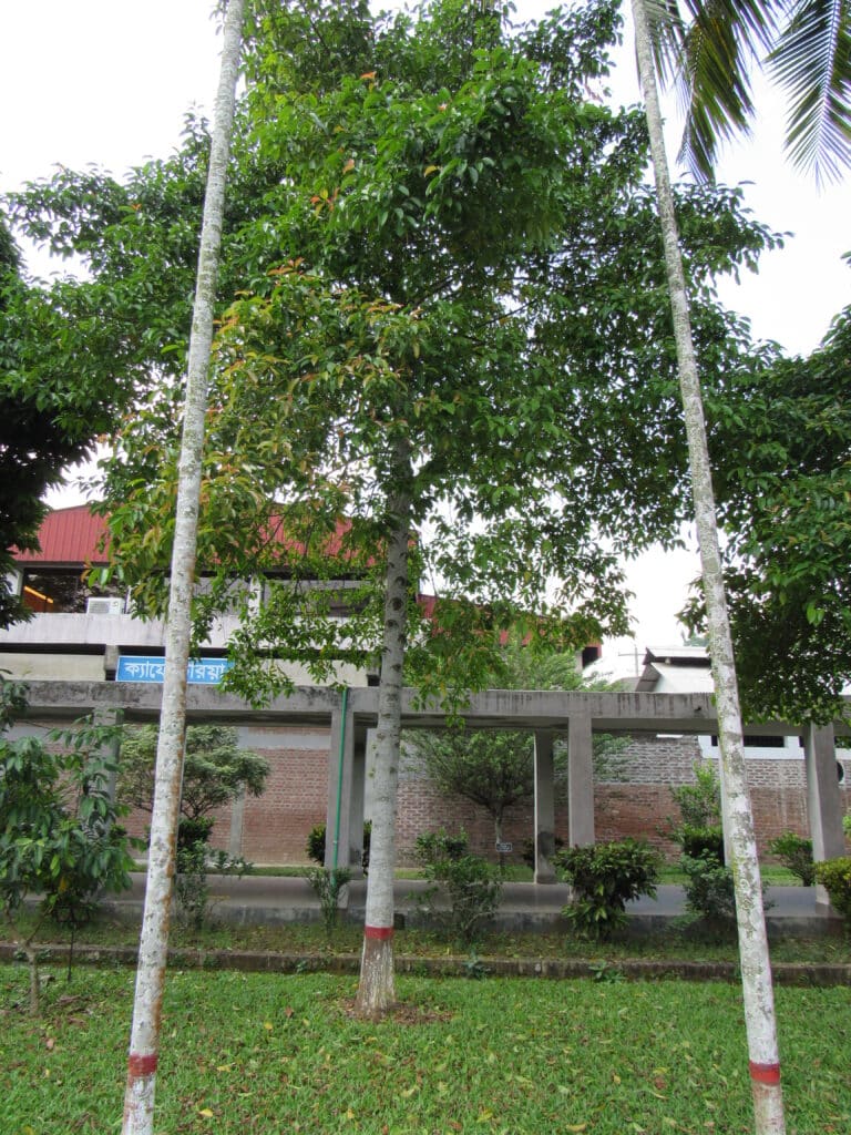 Garcinia (Garcinia)