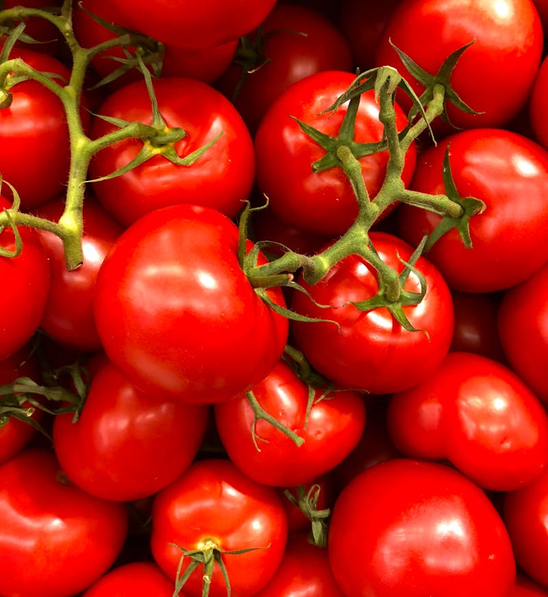 feuilles de tomate avec maladie