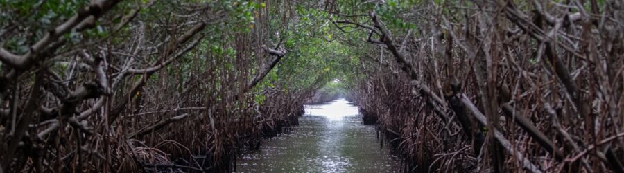 Les côtes de Floride : entre récifs, mangroves et marais subtropicaux