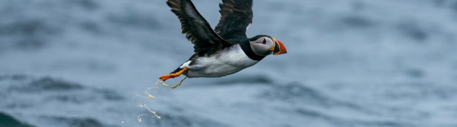 Les côtes d'Islande et de Norvège : entre fjords et haute mer