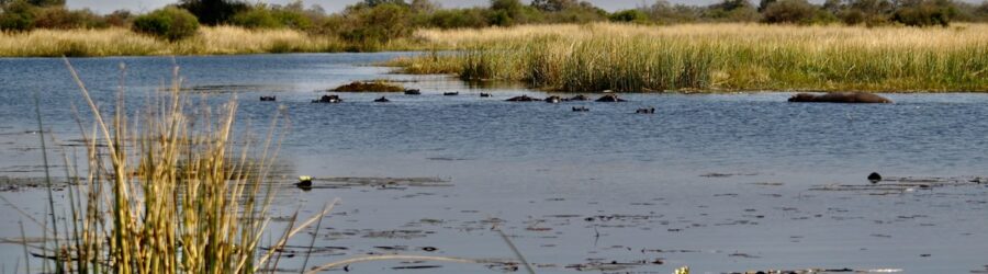 Le delta de l'Okavango : oasis au cœur du Kalahari