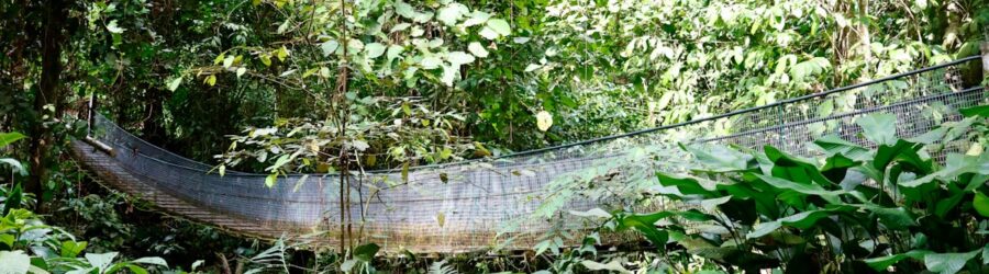 Les forêts de Bornéo : l'un des derniers paradis de biodiversité