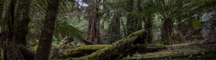 Les forêts de Tasmanie : arche de Noé australe