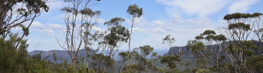 Les forêts d'eucalyptus d'Australie : un écosystème façonné par le feu