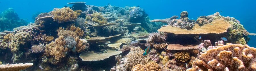 La Grande Barrière de Corail : le plus grand organisme vivant de la planète