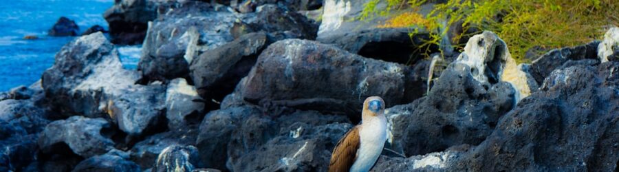 Les îles Galápagos : laboratoire vivant de l'évolution