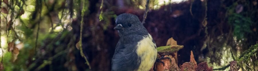Les îles sanctuaires de Nouvelle-Zélande : bastions contre les espèces invasives