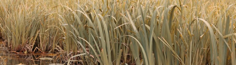 Les marais du haut Nil : labyrinthes de papyrus au cœur de l'Afrique