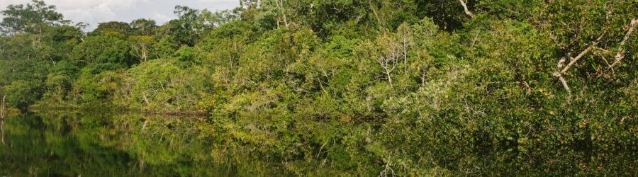 Le Pantanal : plus grande zone humide de la planète