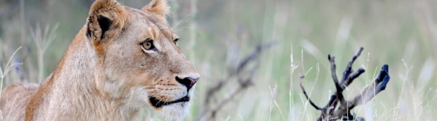 Le parc national Kruger : sanctuaire des Big Five
