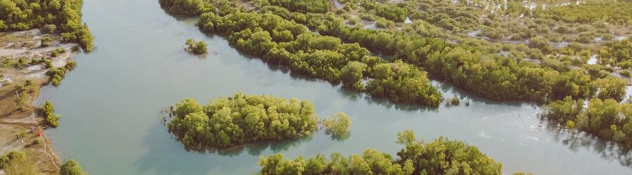 Les Sundarbans : la plus grande mangrove du monde
