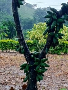 Cacaotier (Theobroma)