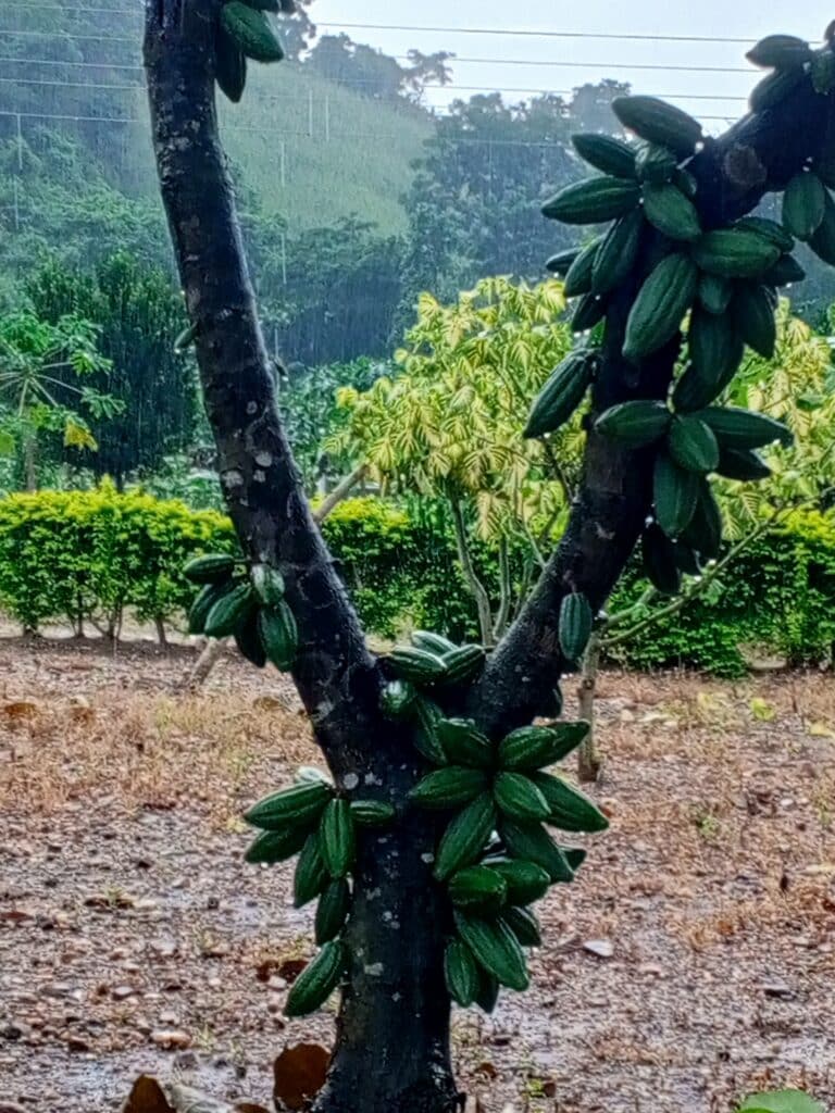 Cacaotier (Theobroma)