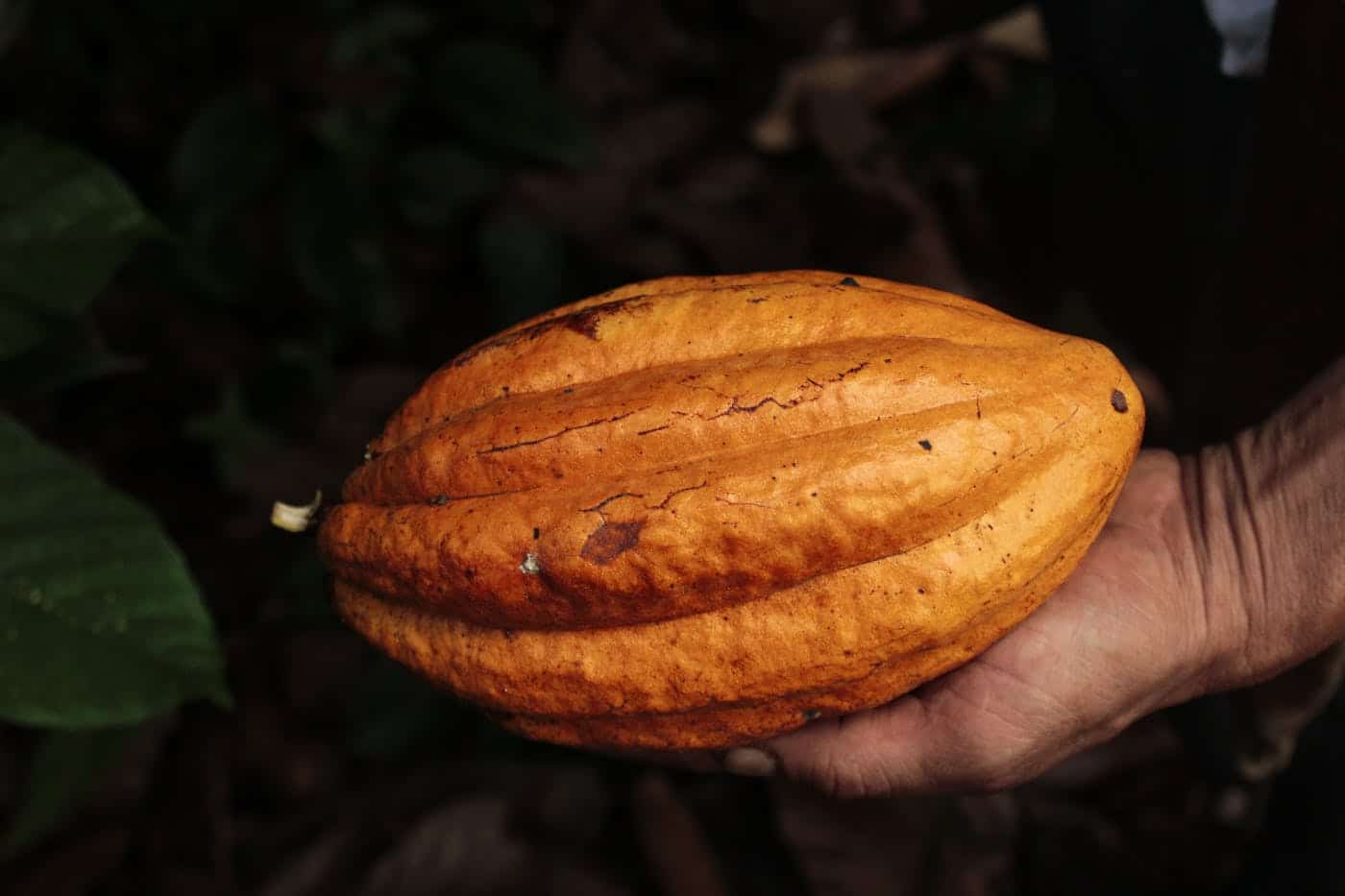 Cacaoyer (Theobroma cacao)
