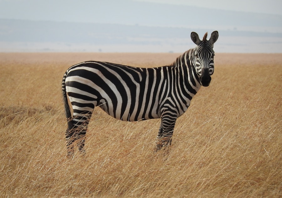 Un zèbre dans les hautes herbes dorées du Masai Mara au Kenya